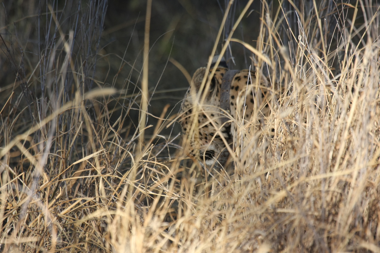 [2948] 2016_06_22_11_07_31_Africa_Canon_EOS_40D_IMG__08116.jpg