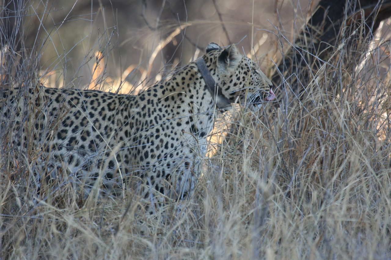 [2981] 2016_06_22_11_11_25_Africa_Canon_EOS_40D_IMG__00679.jpg