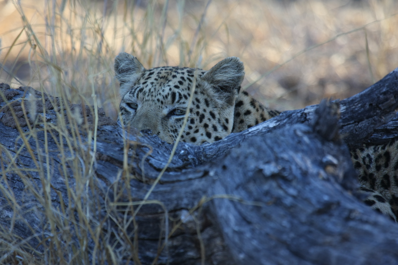 [2989] 2016_06_22_11_18_04_Africa_Canon_EOS_40D_IMG__00661.jpg