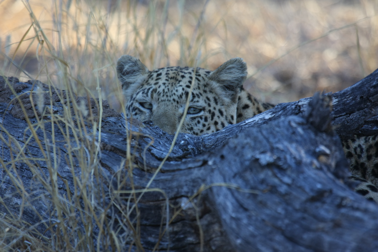 [2991] 2016_06_22_11_18_04_Africa_Canon_EOS_40D_IMG__00663.jpg