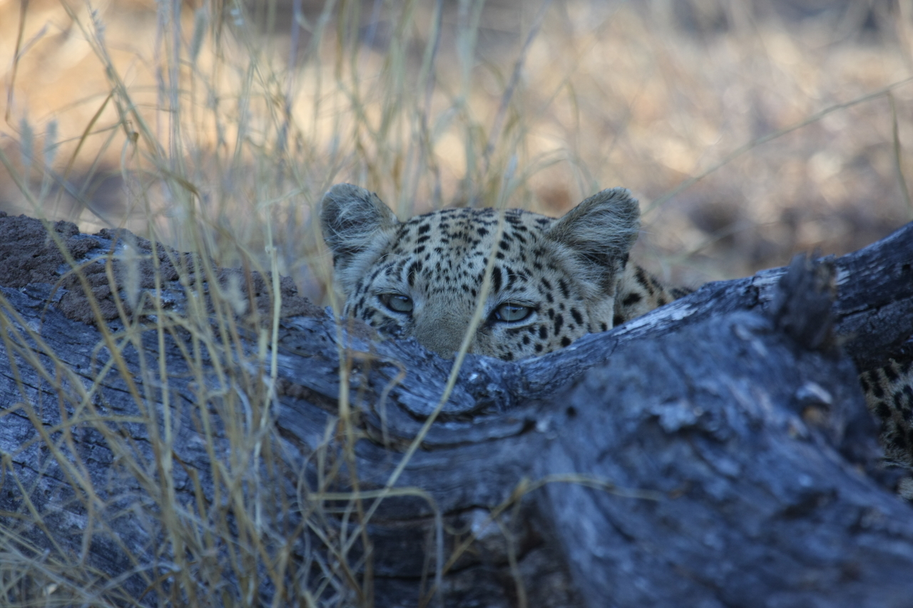 [2998] 2016_06_22_11_18_23_Africa_Canon_EOS_40D_IMG__00664.jpg