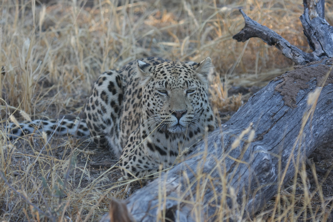 [3048] 2016_06_22_11_22_23_Africa_Canon_EOS_40D_IMG__00698.jpg
