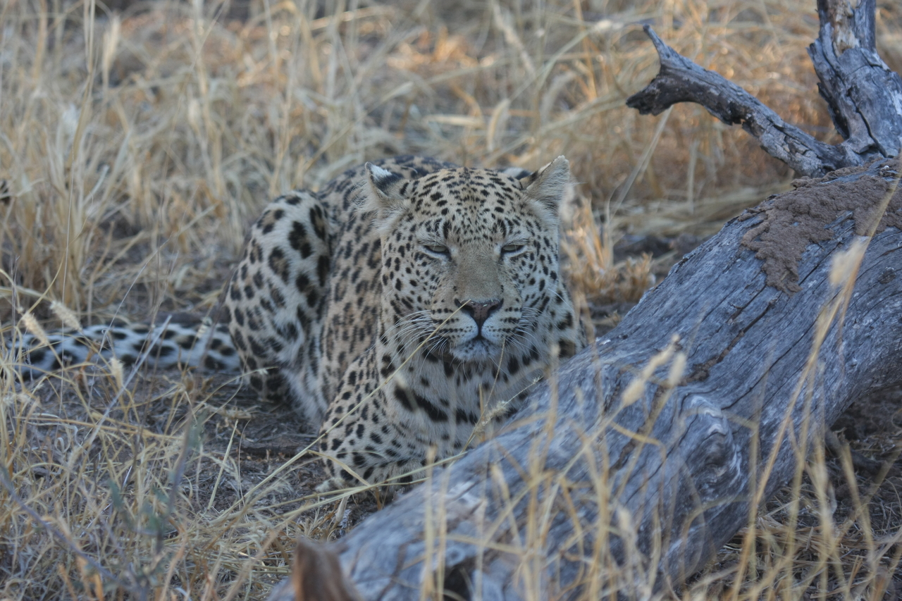[3049] 2016_06_22_11_22_23_Africa_Canon_EOS_40D_IMG__00699.jpg