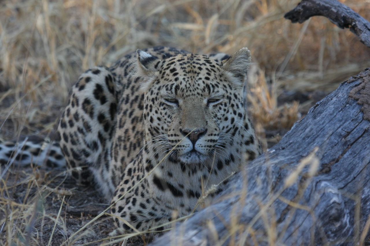 [3057] 2016_06_22_11_22_26_Africa_Canon_EOS_40D_IMG__08147.jpg