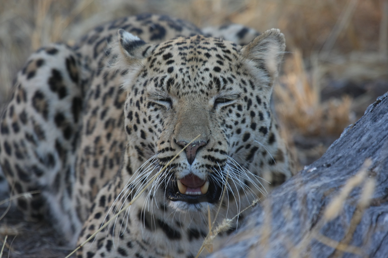 [3068] 2016_06_22_11_22_33_Africa_Canon_EOS_40D_IMG__08150.jpg