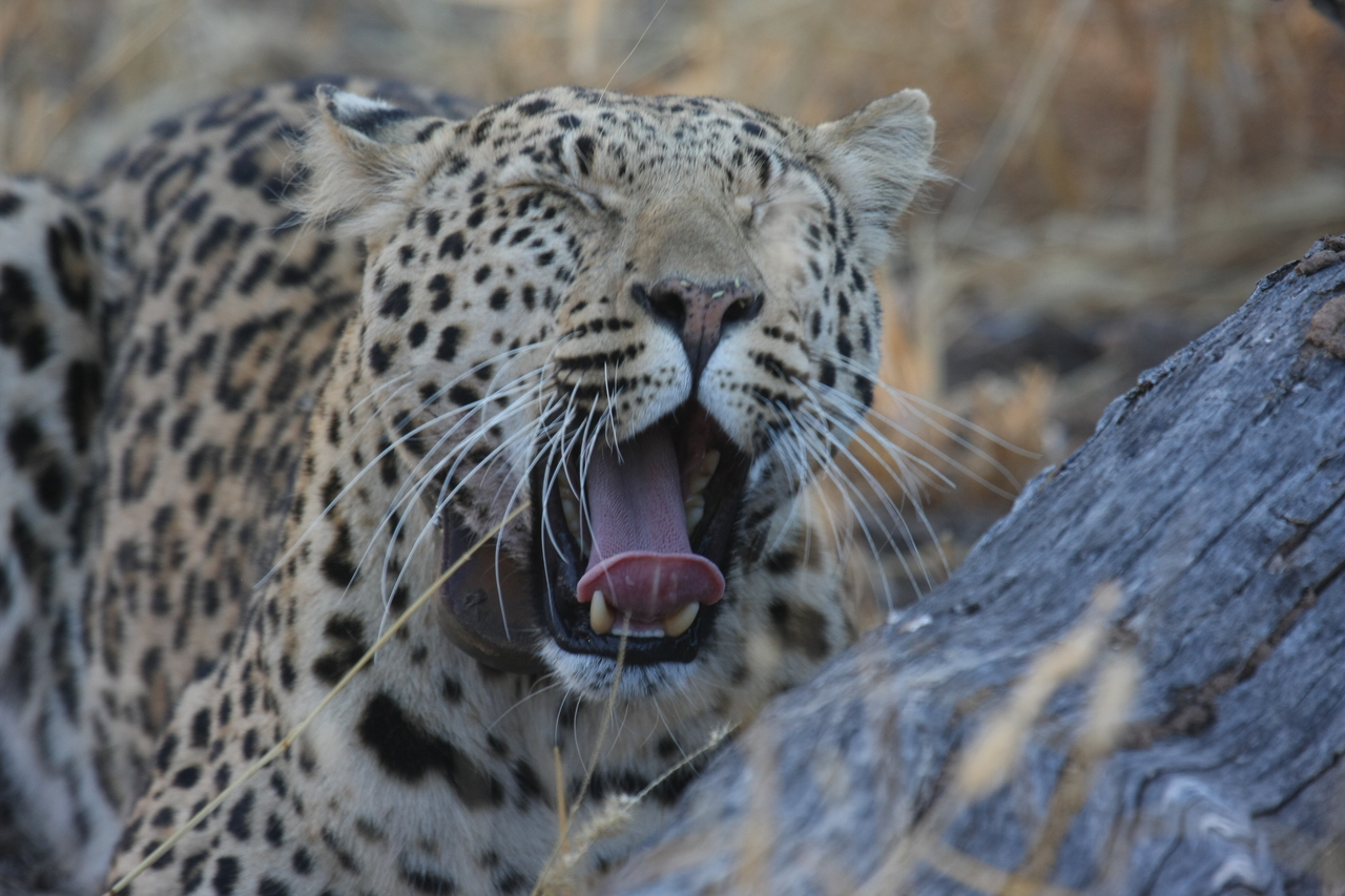 [3071] 2016_06_22_11_22_34_Africa_Canon_EOS_40D_IMG__00687.jpg