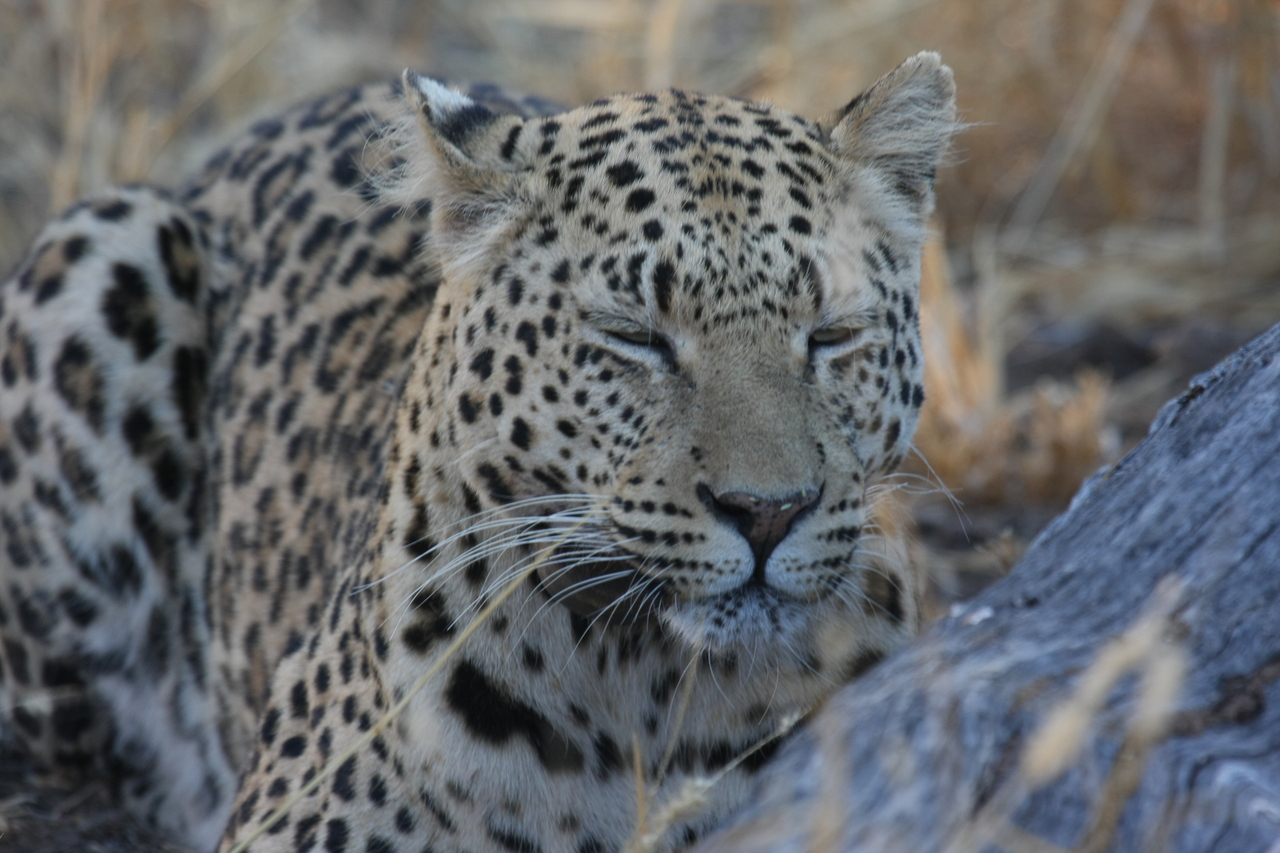 [3085] 2016_06_22_11_22_37_Africa_Canon_EOS_40D_IMG__00710.jpg