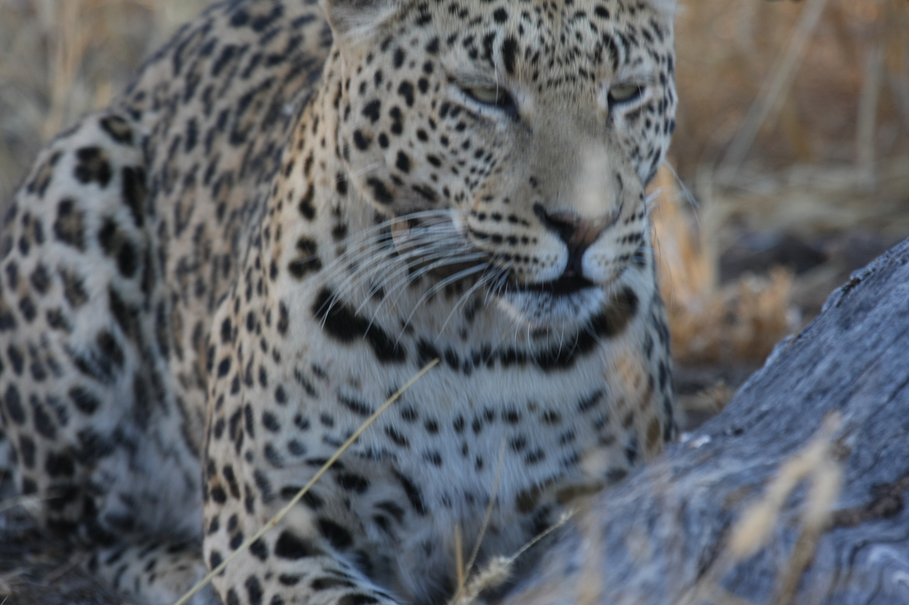 [3086] 2016_06_22_11_22_37_Africa_Canon_EOS_40D_IMG__00711.jpg