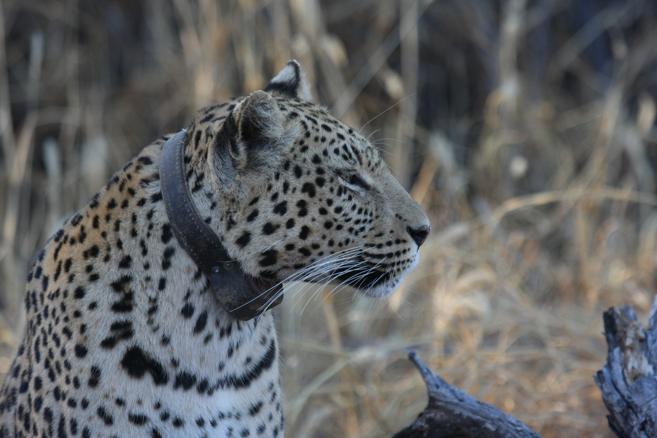 [3134] 2016_06_22_11_23_01_Africa_Canon_EOS_40D_IMG__00708.jpg