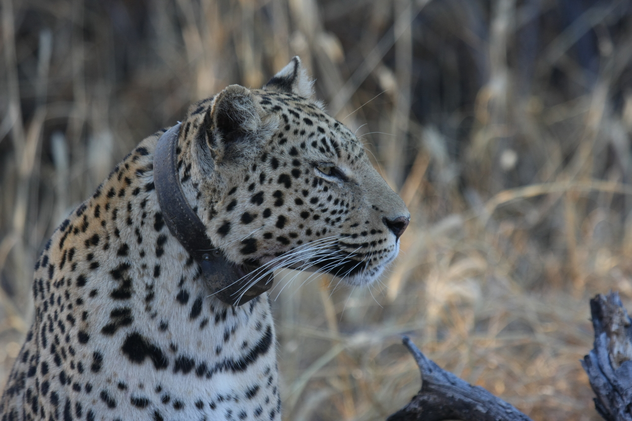 [3135] 2016_06_22_11_23_01_Africa_Canon_EOS_40D_IMG__00725.jpg