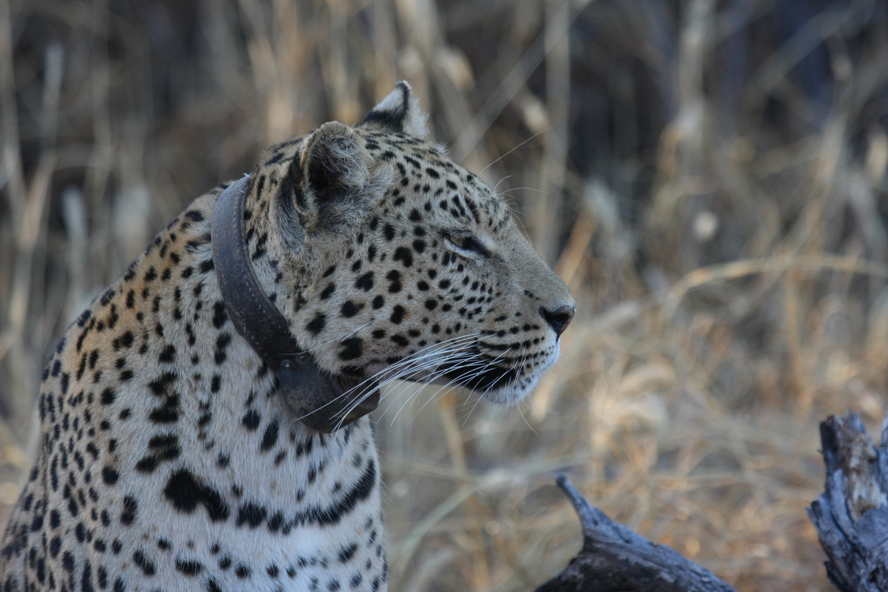 [3136] 2016_06_22_11_23_01_Africa_Canon_EOS_40D_IMG__00726.jpg