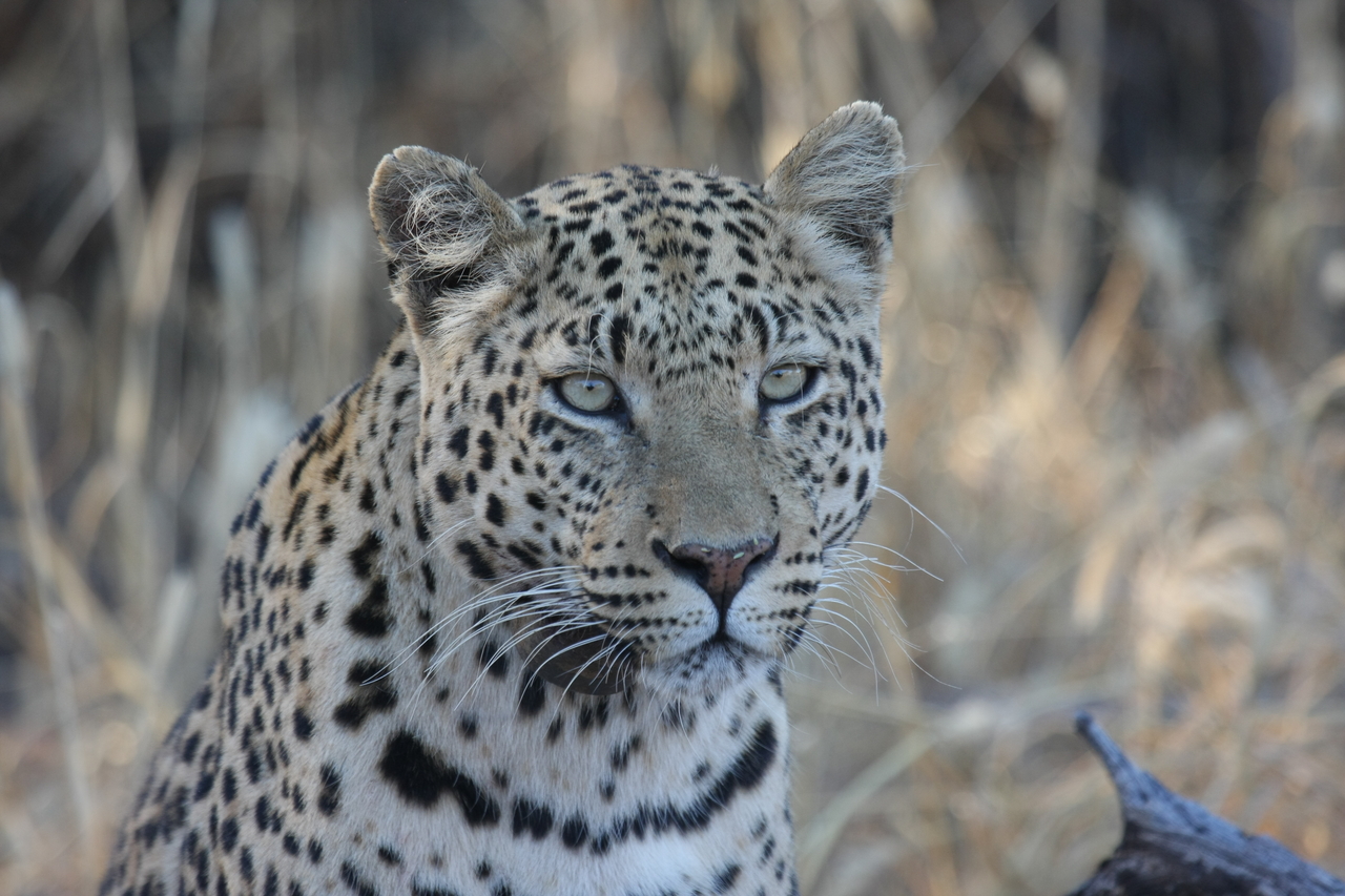 [3150] 2016_06_22_11_23_09_Africa_Canon_EOS_40D_IMG__00712.jpg