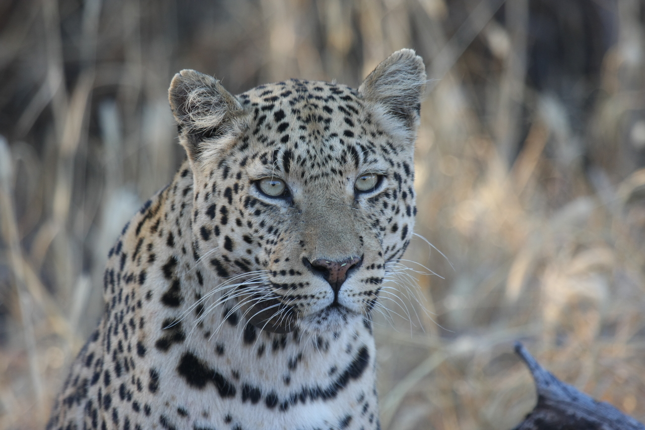 [3151] 2016_06_22_11_23_09_Africa_Canon_EOS_40D_IMG__00713.jpg