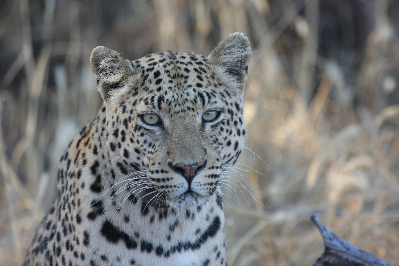[3160] 2016_06_22_11_23_10_Africa_Canon_EOS_40D_IMG__00716.jpg
