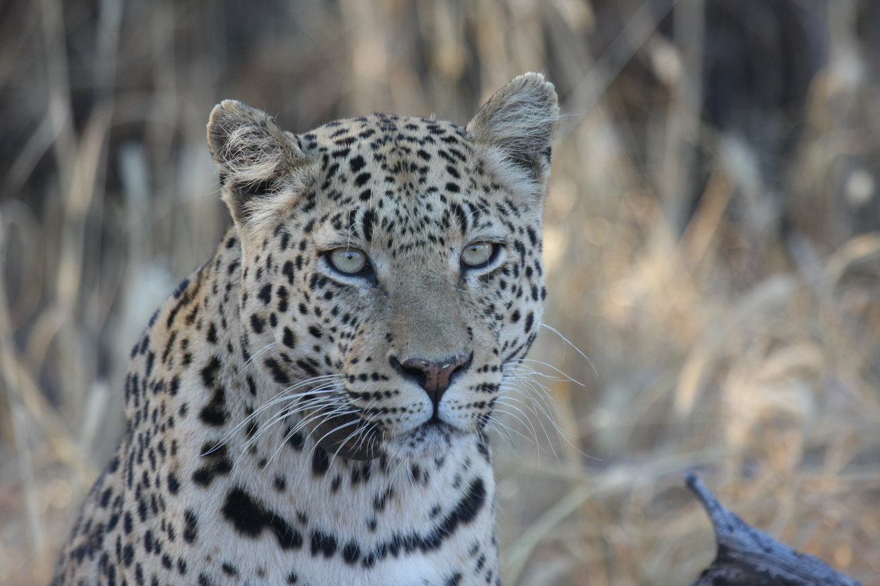 [3161] 2016_06_22_11_23_10_Africa_Canon_EOS_40D_IMG__00734.jpg