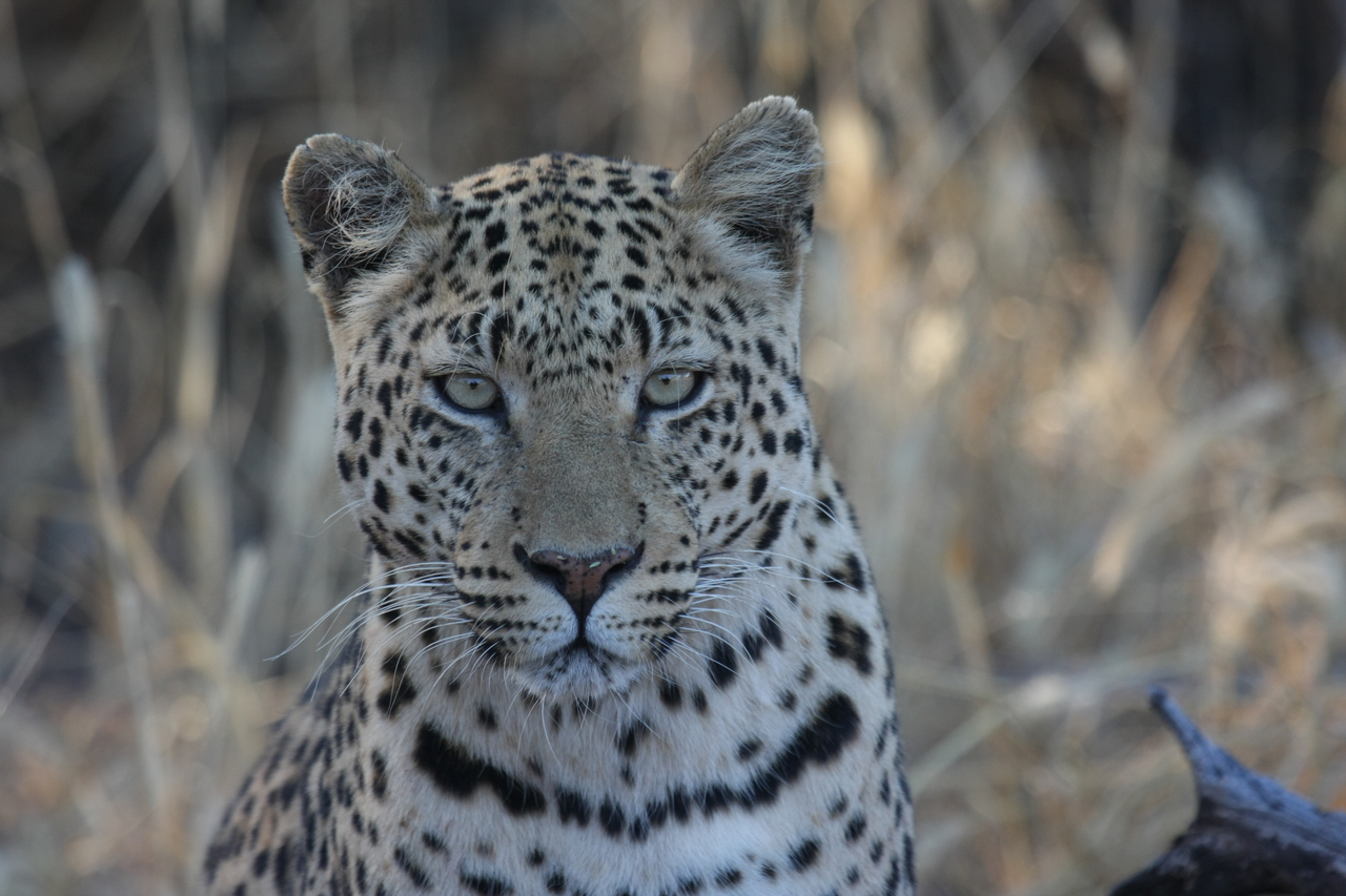 [3167] 2016_06_22_11_23_14_Africa_Canon_EOS_40D_IMG__08183.jpg