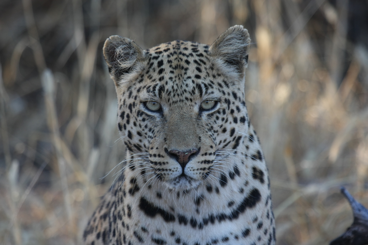 [3179] 2016_06_22_11_23_16_Africa_Canon_EOS_40D_IMG__08187.jpg