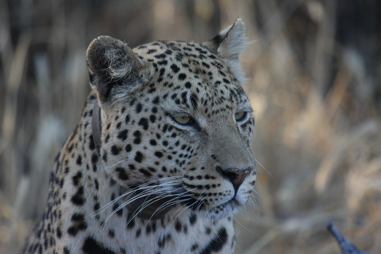 [3199] 2016_06_22_11_23_21_Africa_Canon_EOS_40D_IMG__08193.jpg