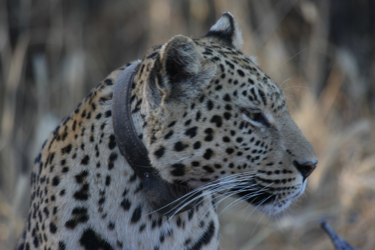 [3200] 2016_06_22_11_23_21_Africa_Canon_EOS_40D_IMG__08194.jpg