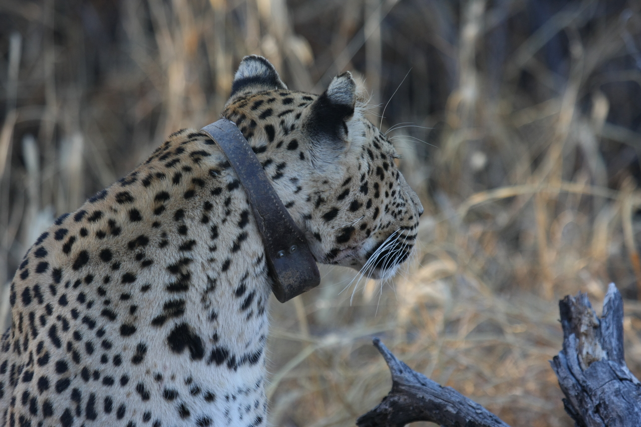 [3227] 2016_06_22_11_23_44_Africa_Canon_EOS_40D_IMG__00731.jpg