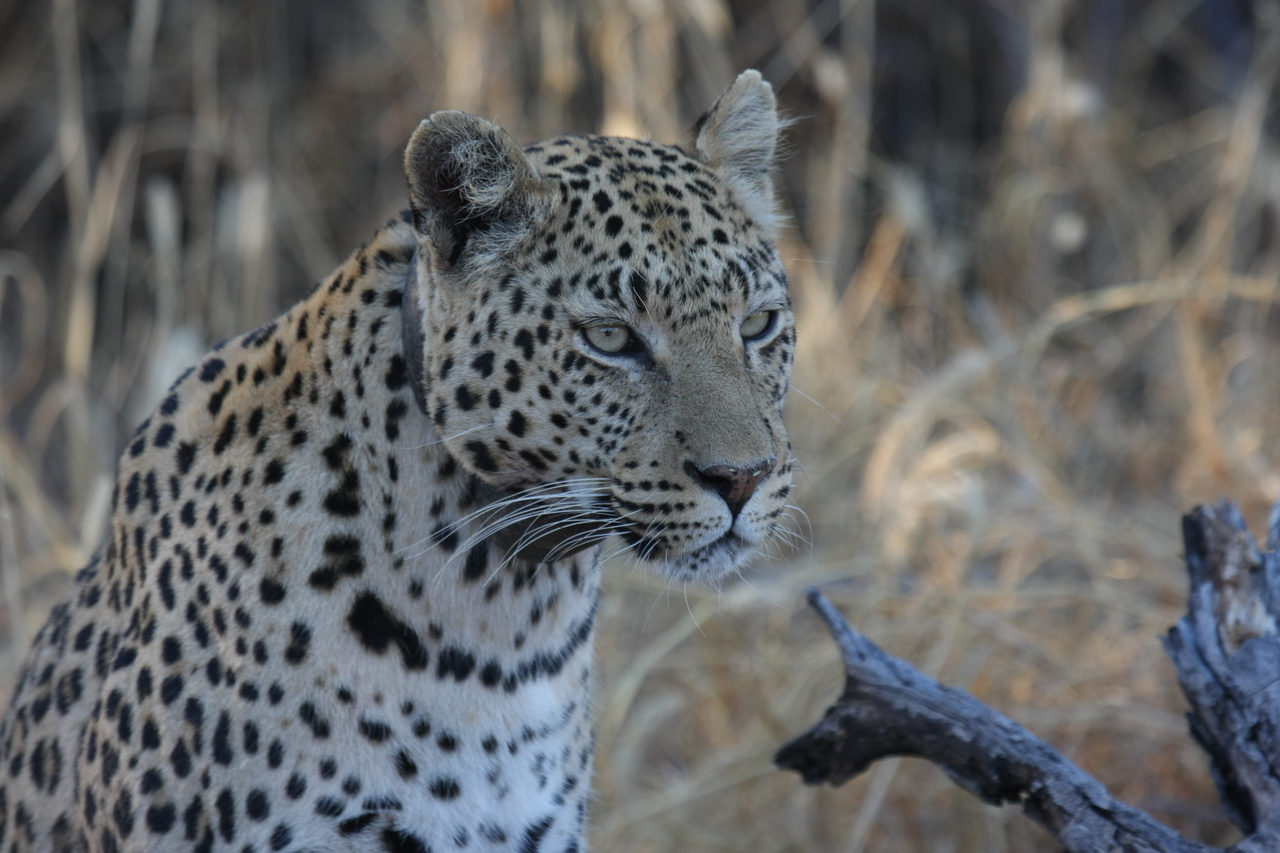 [3232] 2016_06_22_11_24_03_Africa_Canon_EOS_40D_IMG__00751.jpg