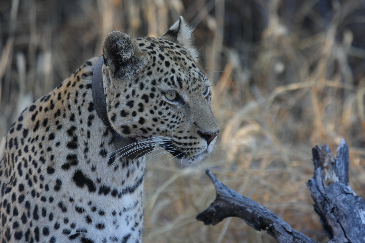 [3233] 2016_06_22_11_24_03_Africa_Canon_EOS_40D_IMG__00752.jpg