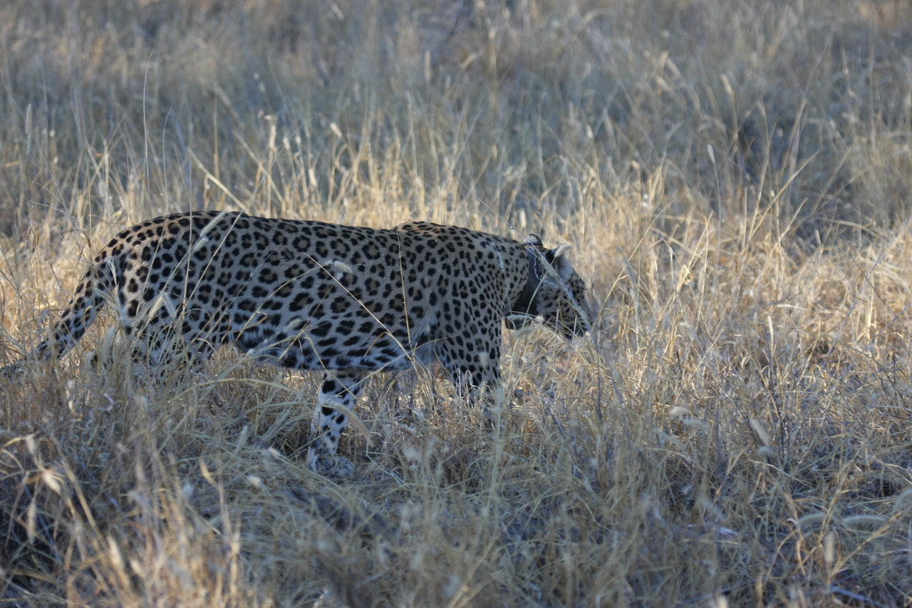 [3247] 2016_06_22_11_24_27_Africa_Canon_EOS_40D_IMG__08203.jpg