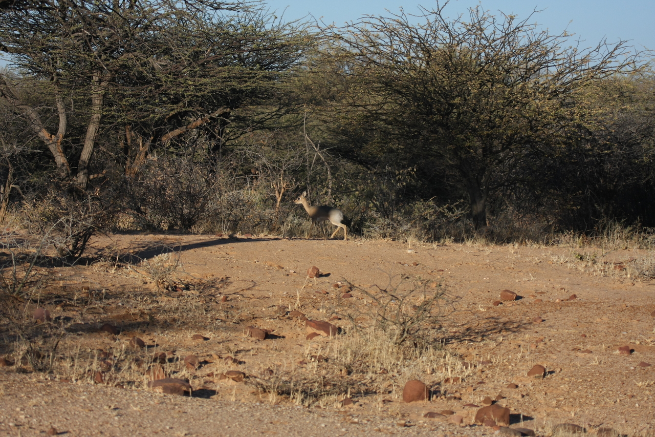 [3259] 2016_06_22_11_32_09_Africa_Canon_EOS_40D_IMG__00761.jpg