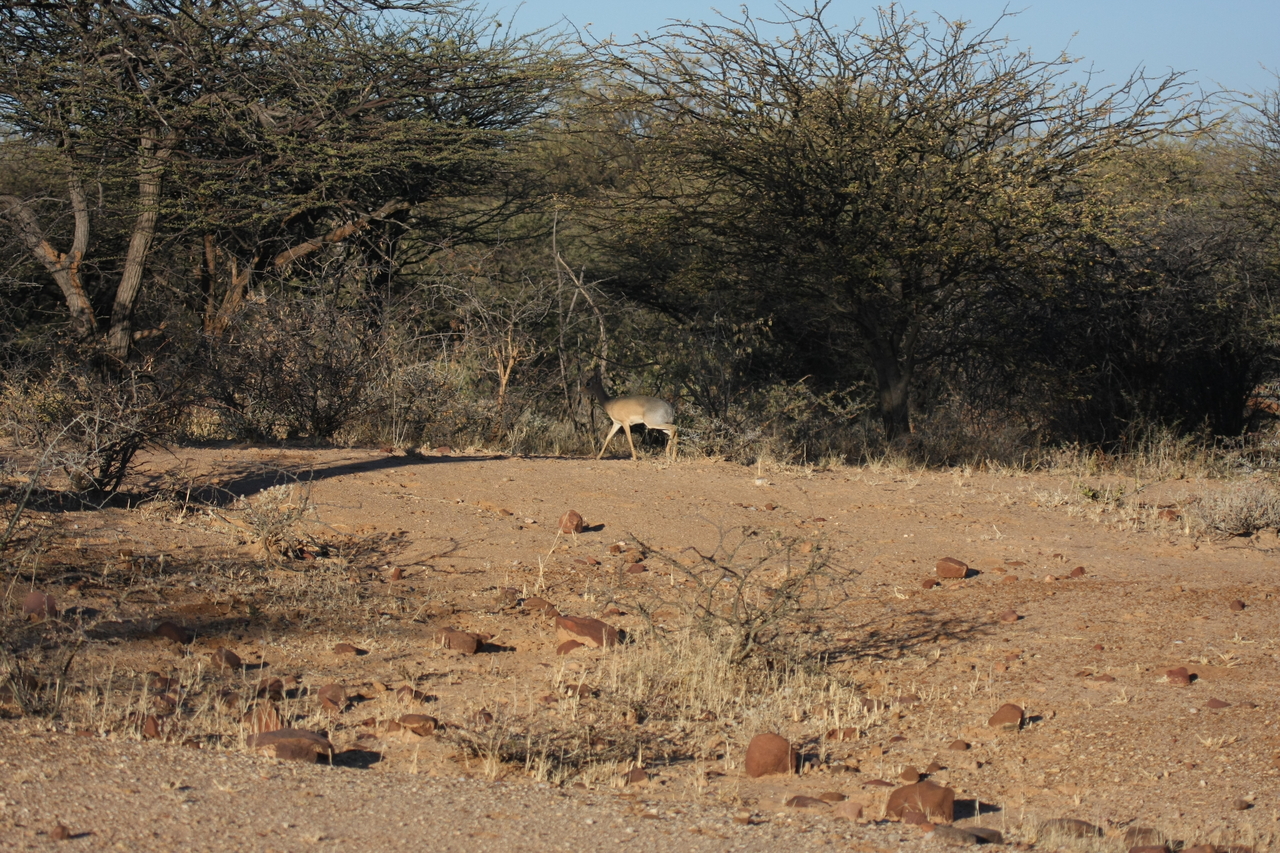 [3261] 2016_06_22_11_32_09_Africa_Canon_EOS_40D_IMG__08207.jpg