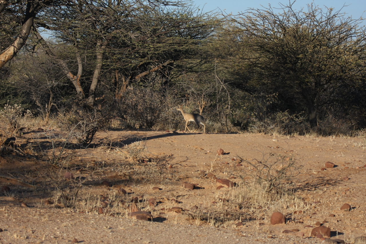 [3263] 2016_06_22_11_32_10_Africa_Canon_EOS_40D_IMG__00743.jpg