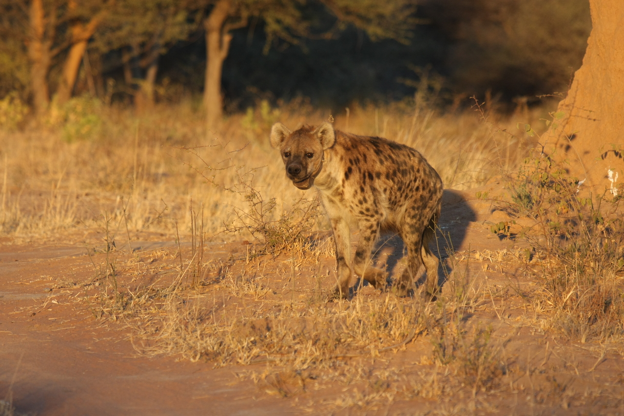 [3285] 2016_06_22_12_04_51_Africa_Canon_EOS_40D_IMG__08211.jpg