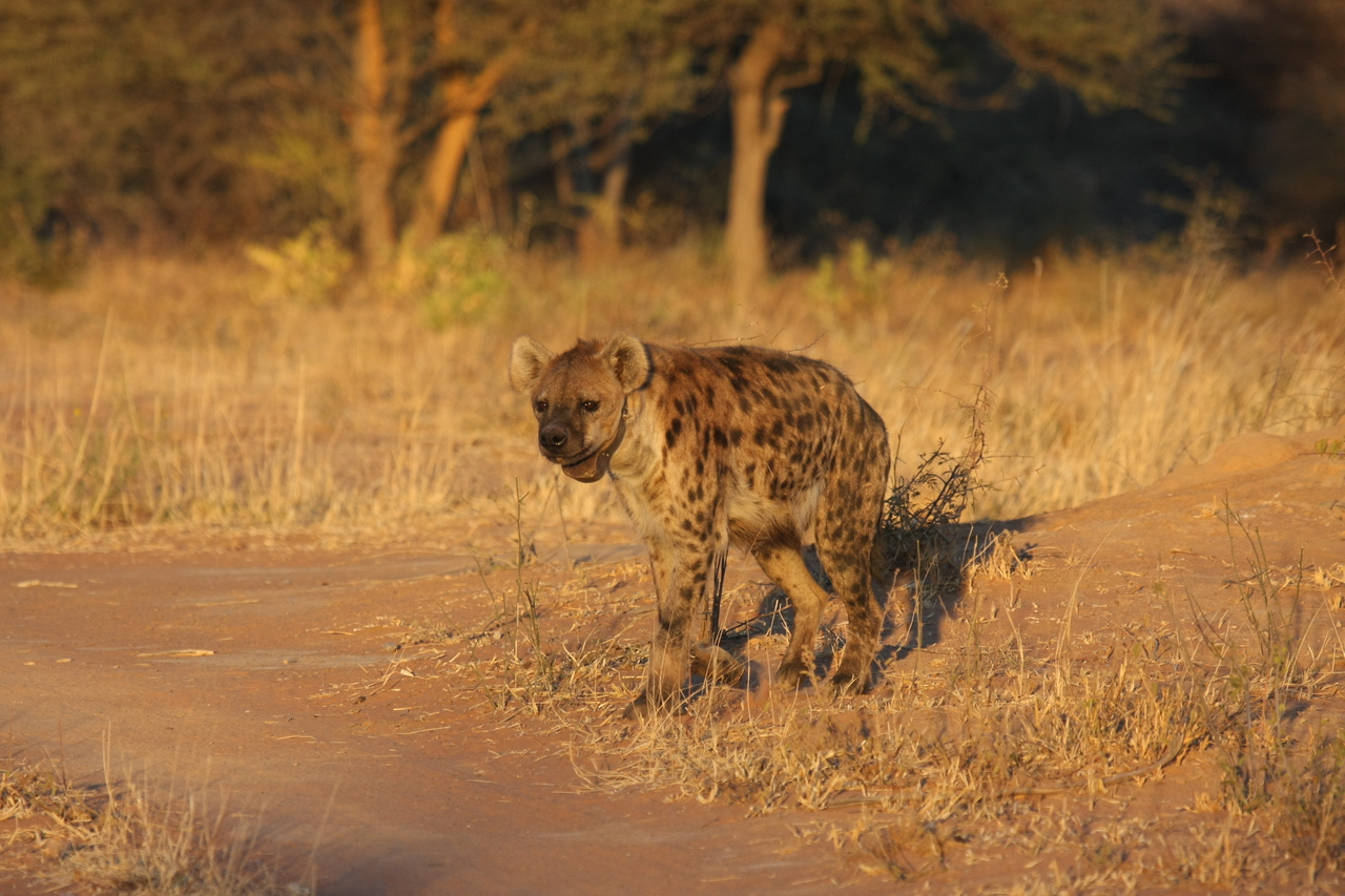 [3288] 2016_06_22_12_04_52_Africa_Canon_EOS_40D_IMG__00748.jpg