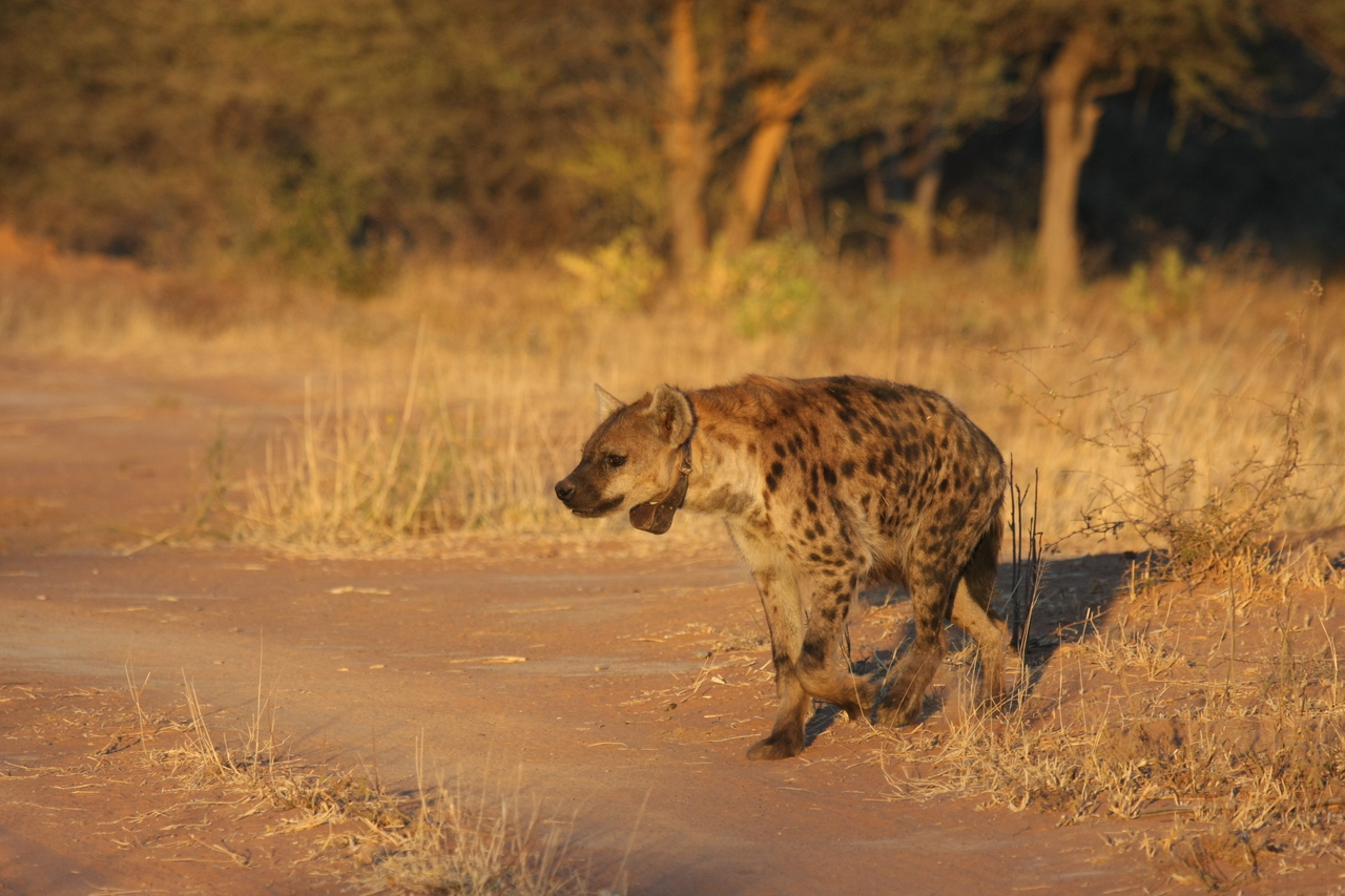 [3298] 2016_06_22_12_04_53_Africa_Canon_EOS_40D_IMG__08216.jpg