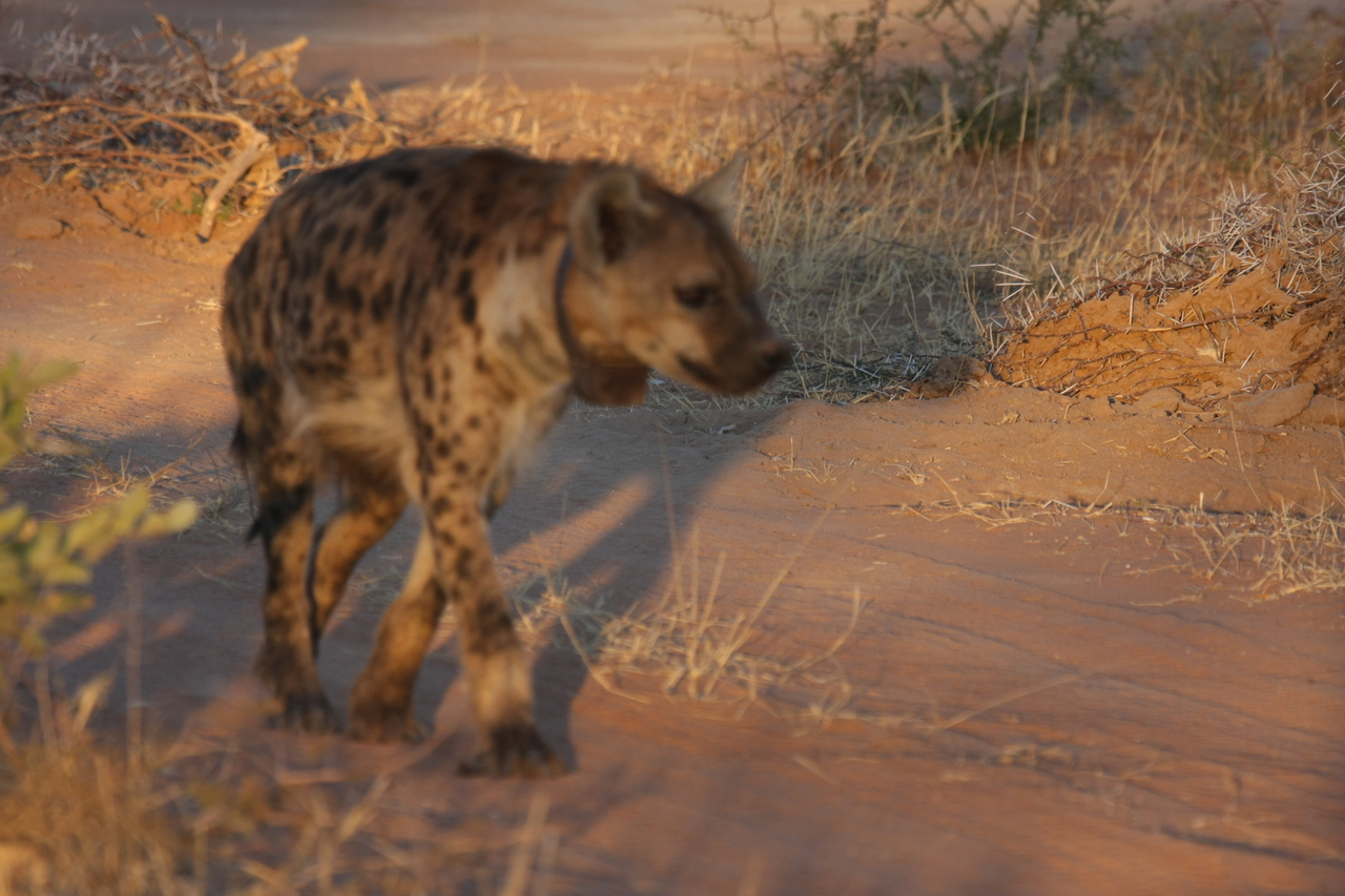 [3304] 2016_06_22_12_05_11_Africa_Canon_EOS_40D_IMG__00772.jpg