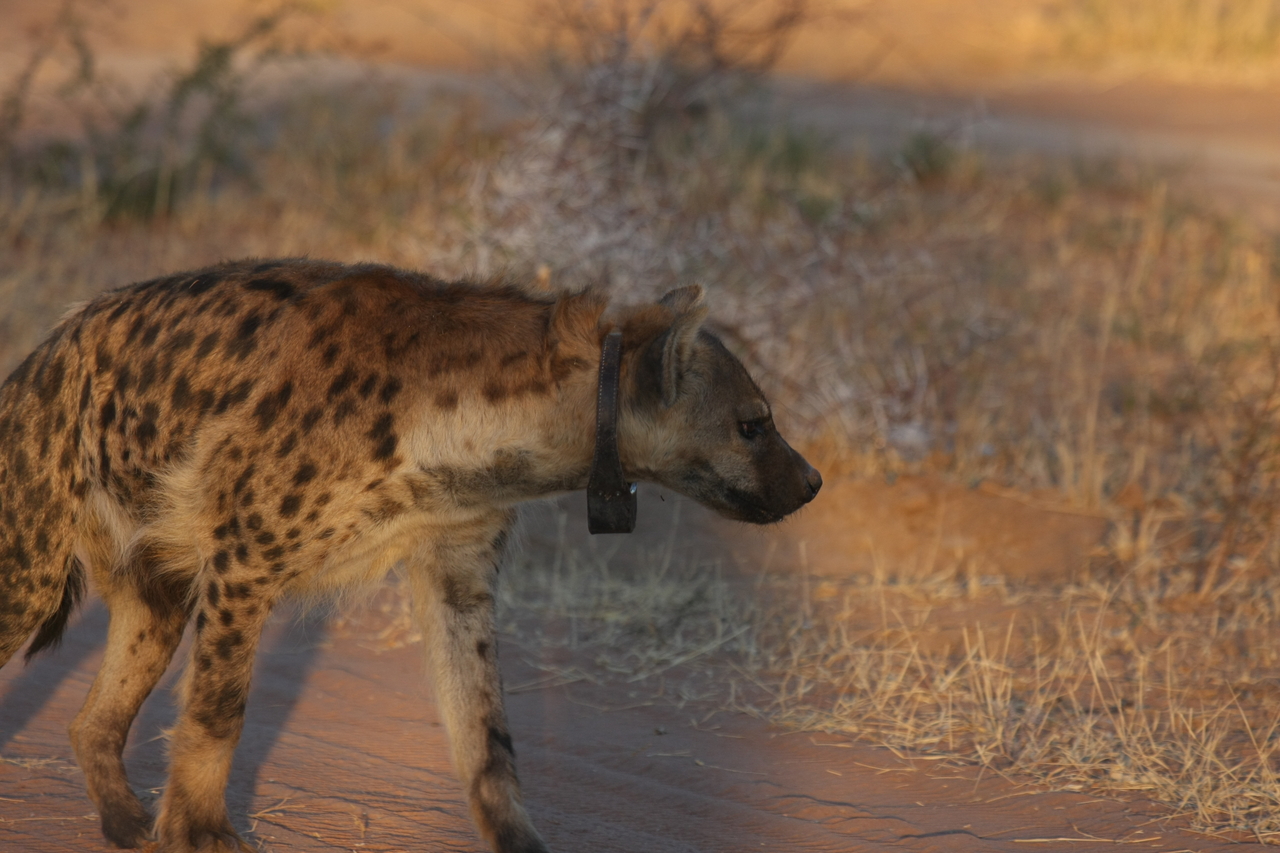 [3316] 2016_06_22_12_05_13_Africa_Canon_EOS_40D_IMG__08222.jpg