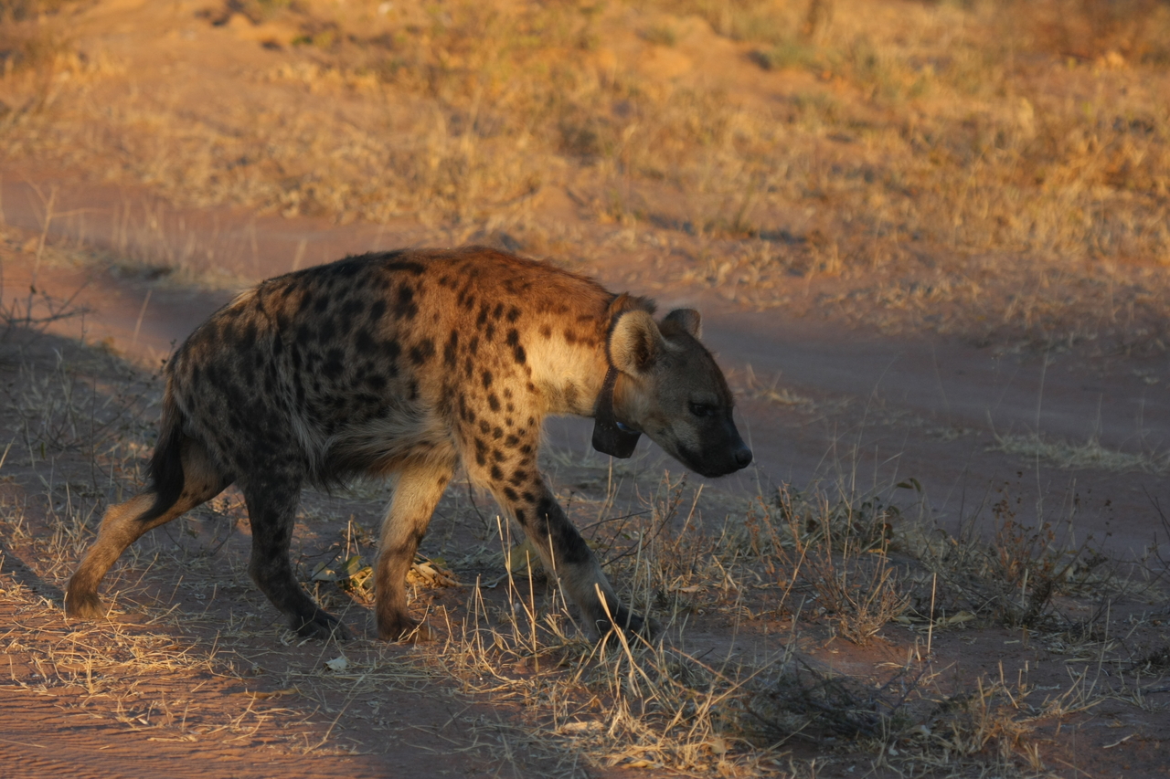 [3325] 2016_06_22_12_05_17_Africa_Canon_EOS_40D_IMG__08225.jpg