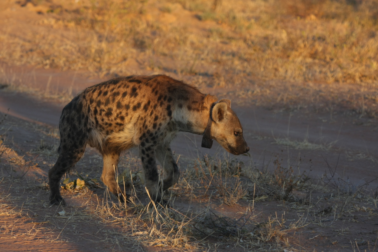 [3328] 2016_06_22_12_05_18_Africa_Canon_EOS_40D_IMG__00779.jpg