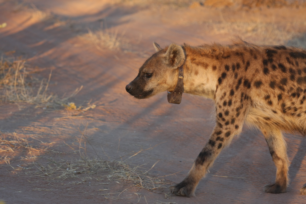 [3341] 2016_06_22_12_05_47_Africa_Canon_EOS_40D_IMG__00784.jpg