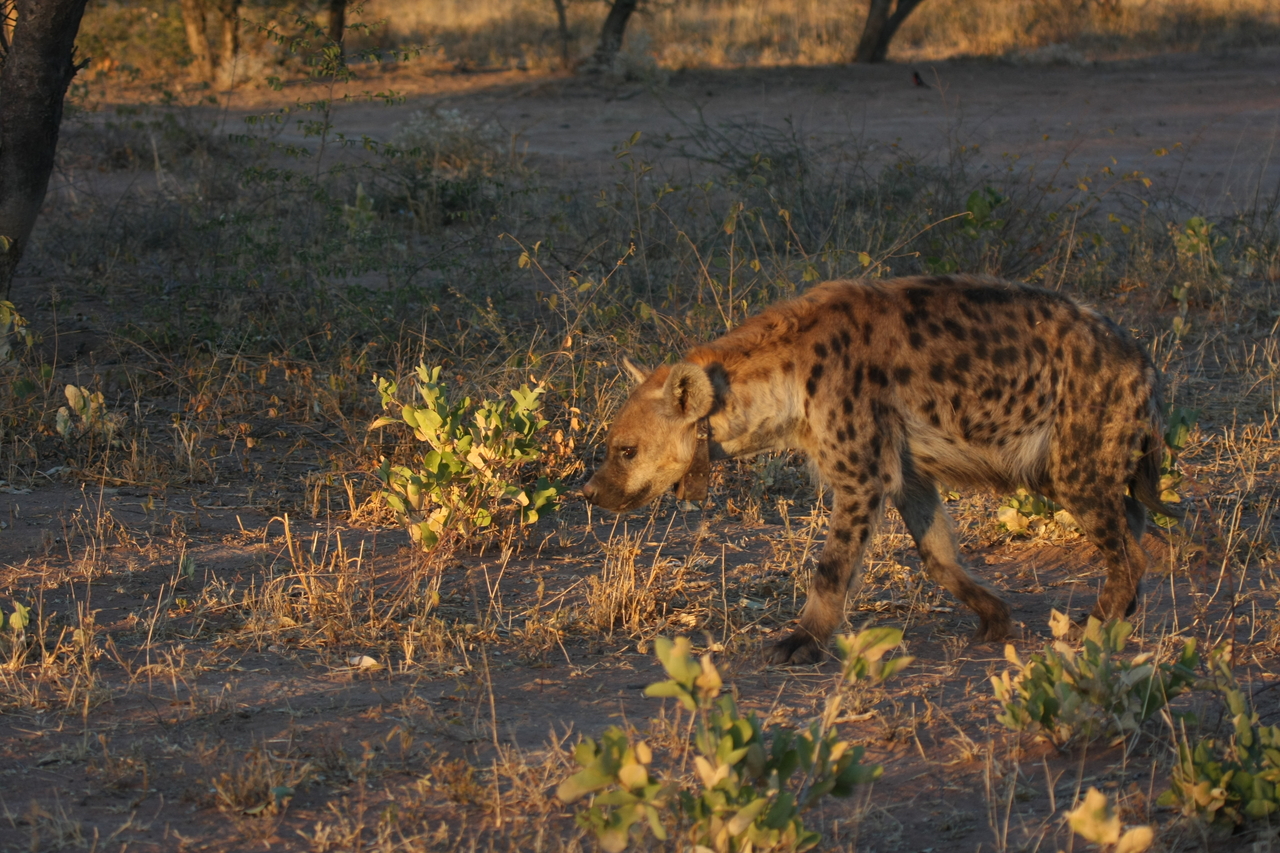 [3349] 2016_06_22_12_05_52_Africa_Canon_EOS_40D_IMG__00769.jpg