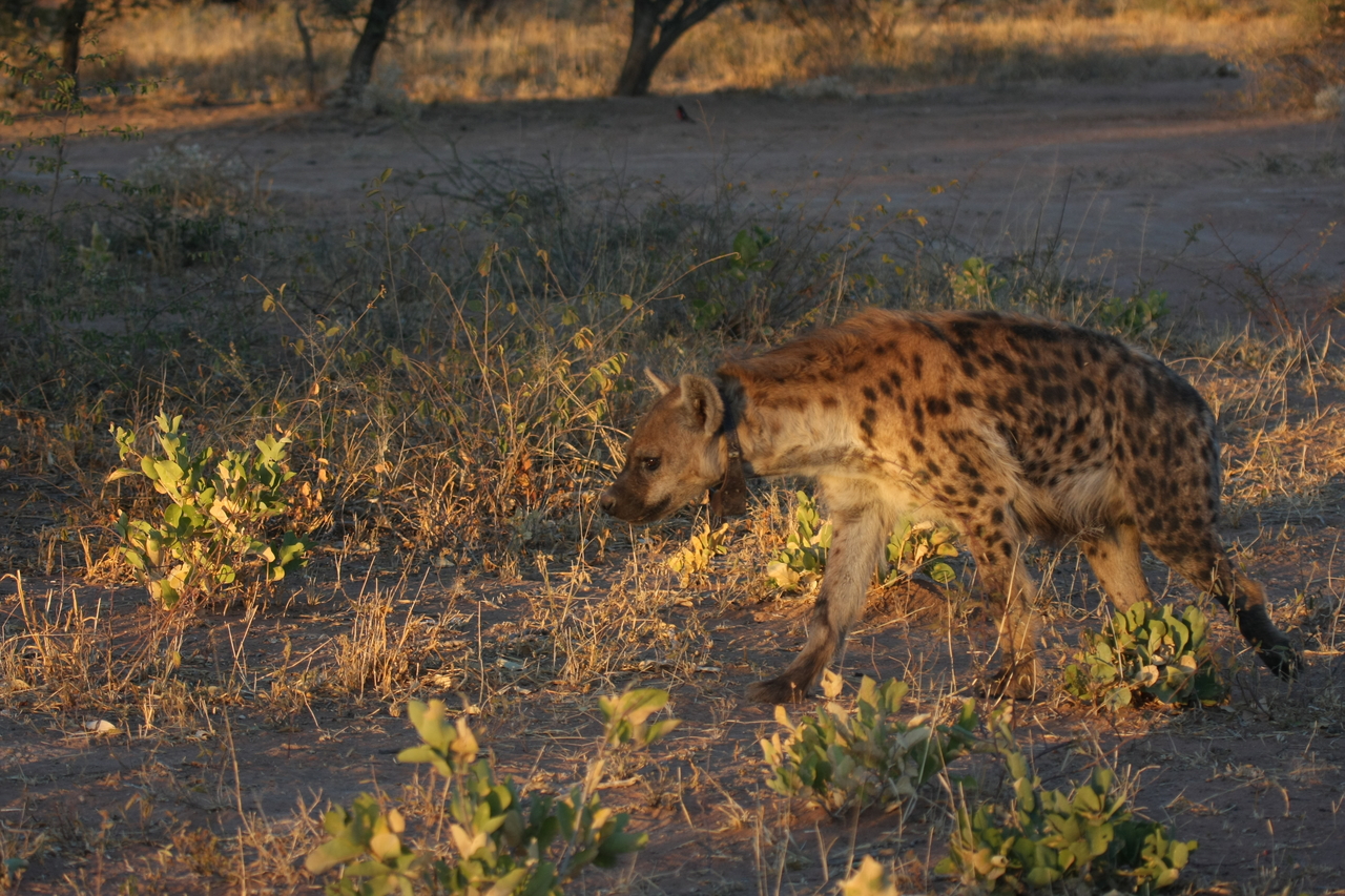 [3353] 2016_06_22_12_05_52_Africa_Canon_EOS_40D_IMG__08233.jpg