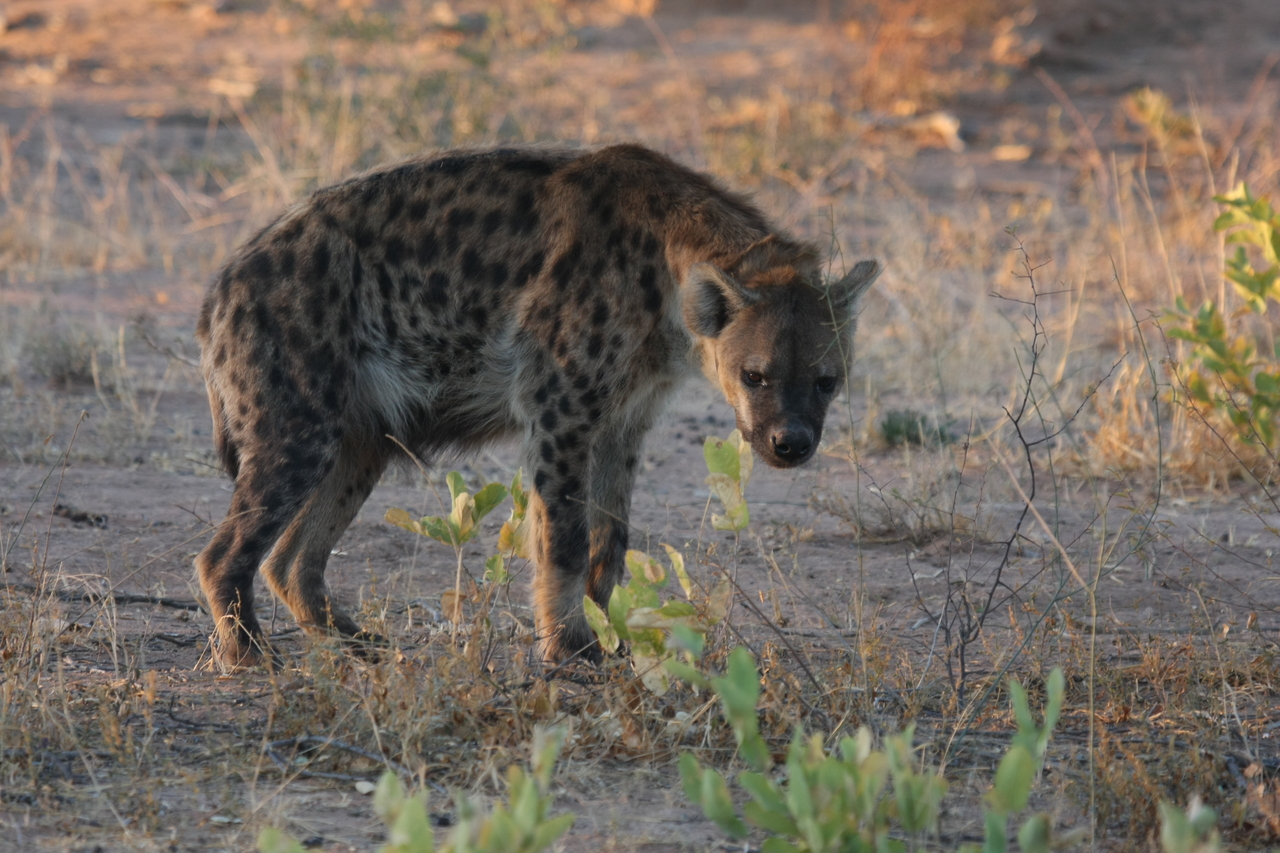 [3362] 2016_06_22_12_06_59_Africa_Canon_EOS_40D_IMG__00772.jpg