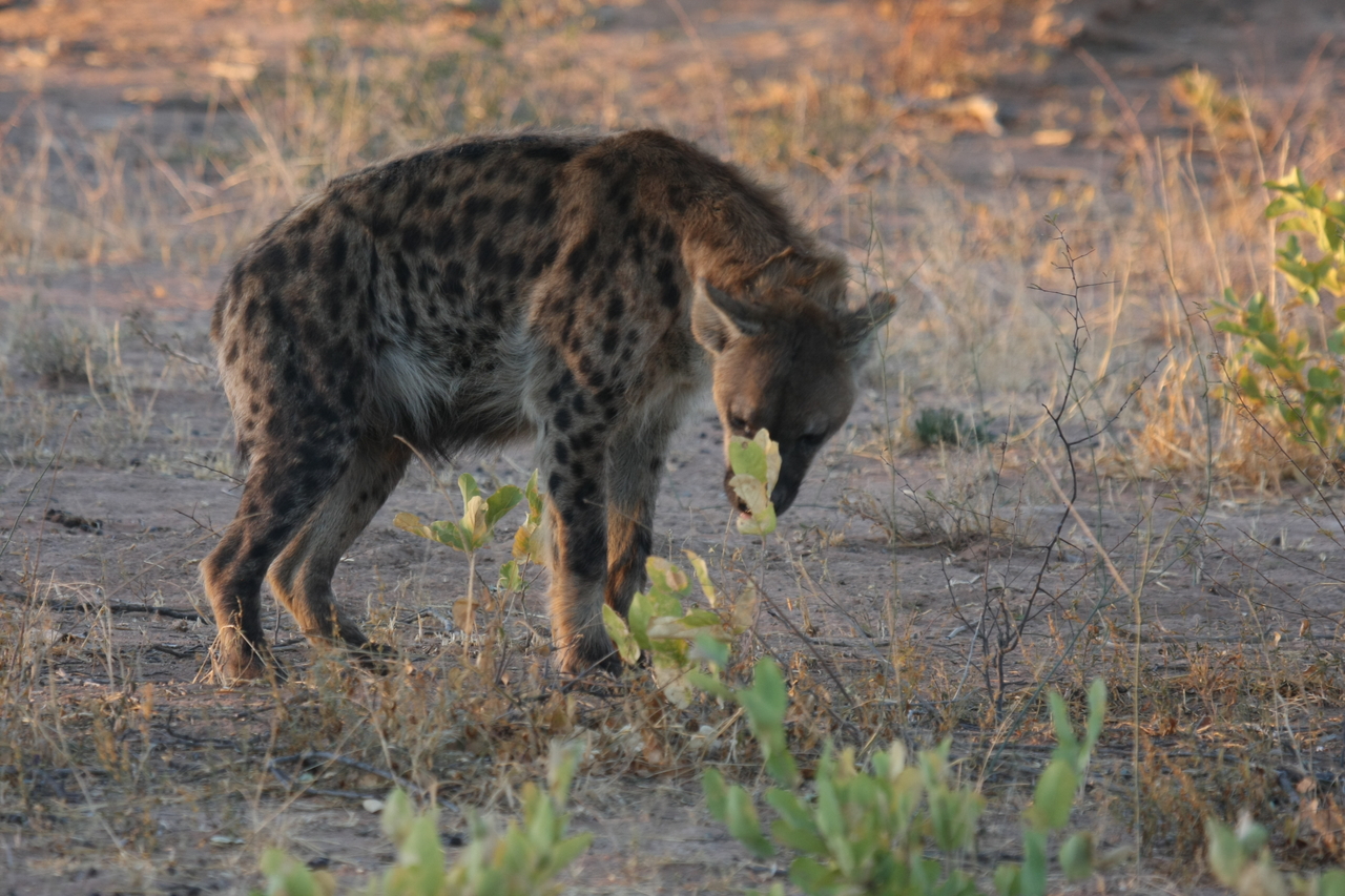 [3365] 2016_06_22_12_06_59_Africa_Canon_EOS_40D_IMG__00792.jpg
