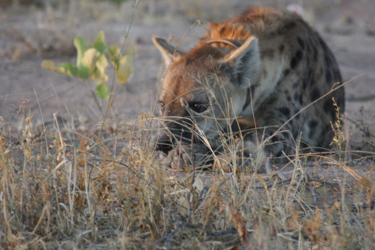 [3391] 2016_06_22_12_07_55_Africa_Canon_EOS_40D_IMG__08247.jpg