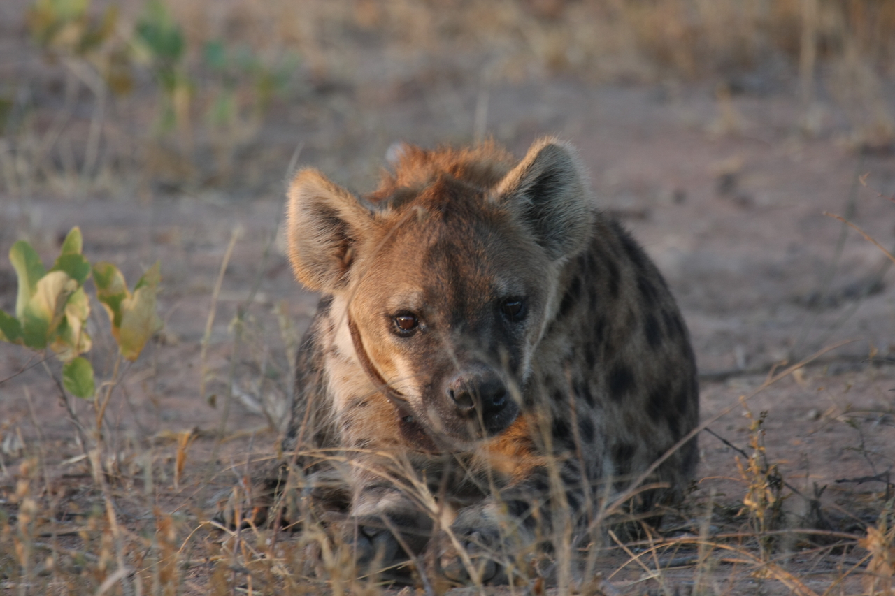 [3403] 2016_06_22_12_08_11_Africa_Canon_EOS_40D_IMG__00805.jpg