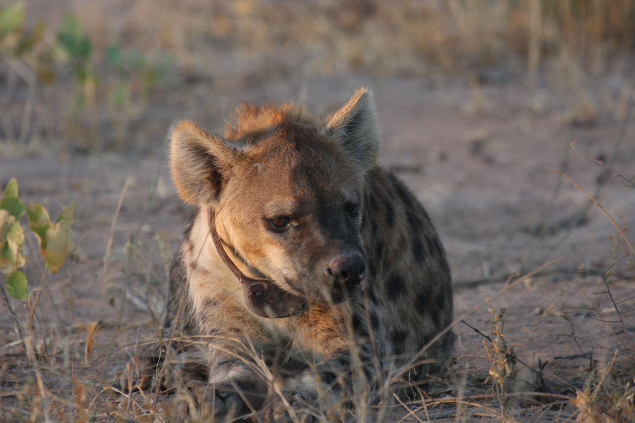 [3405] 2016_06_22_12_08_11_Africa_Canon_EOS_40D_IMG__08251.jpg