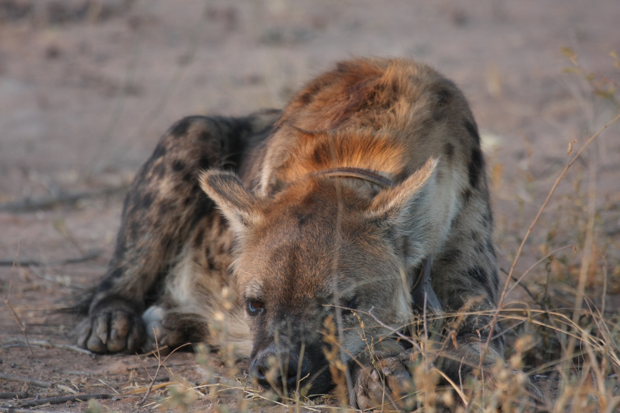 [3419] 2016_06_22_12_08_35_Africa_Canon_EOS_40D_IMG__00791.jpg