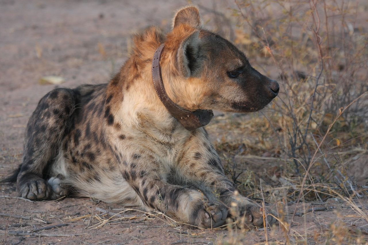 [3437] 2016_06_22_12_08_59_Africa_Canon_EOS_40D_IMG__00816.jpg