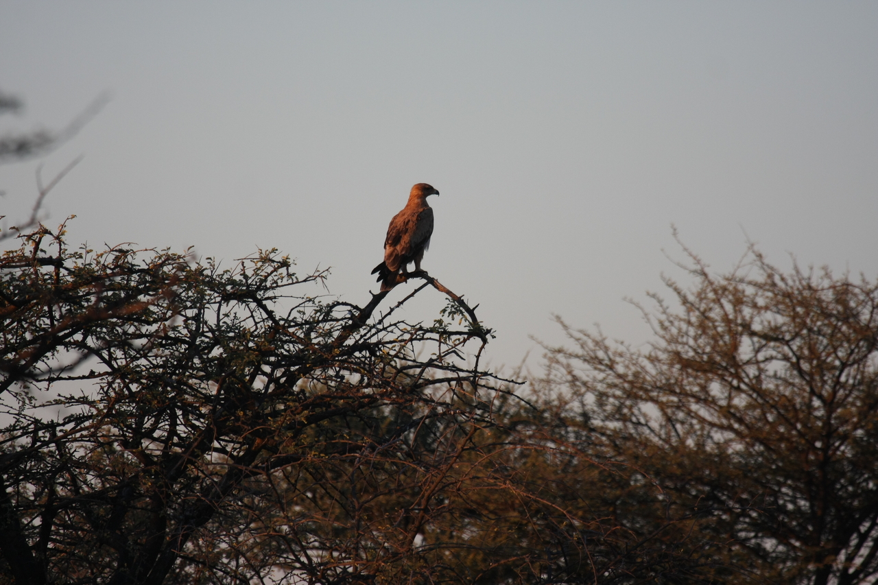[3458] 2016_06_22_12_09_27_Africa_Canon_EOS_40D_IMG__00822.jpg