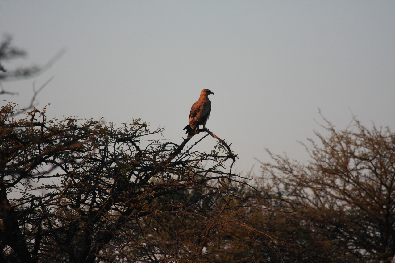 [3459] 2016_06_22_12_09_27_Africa_Canon_EOS_40D_IMG__00823.jpg
