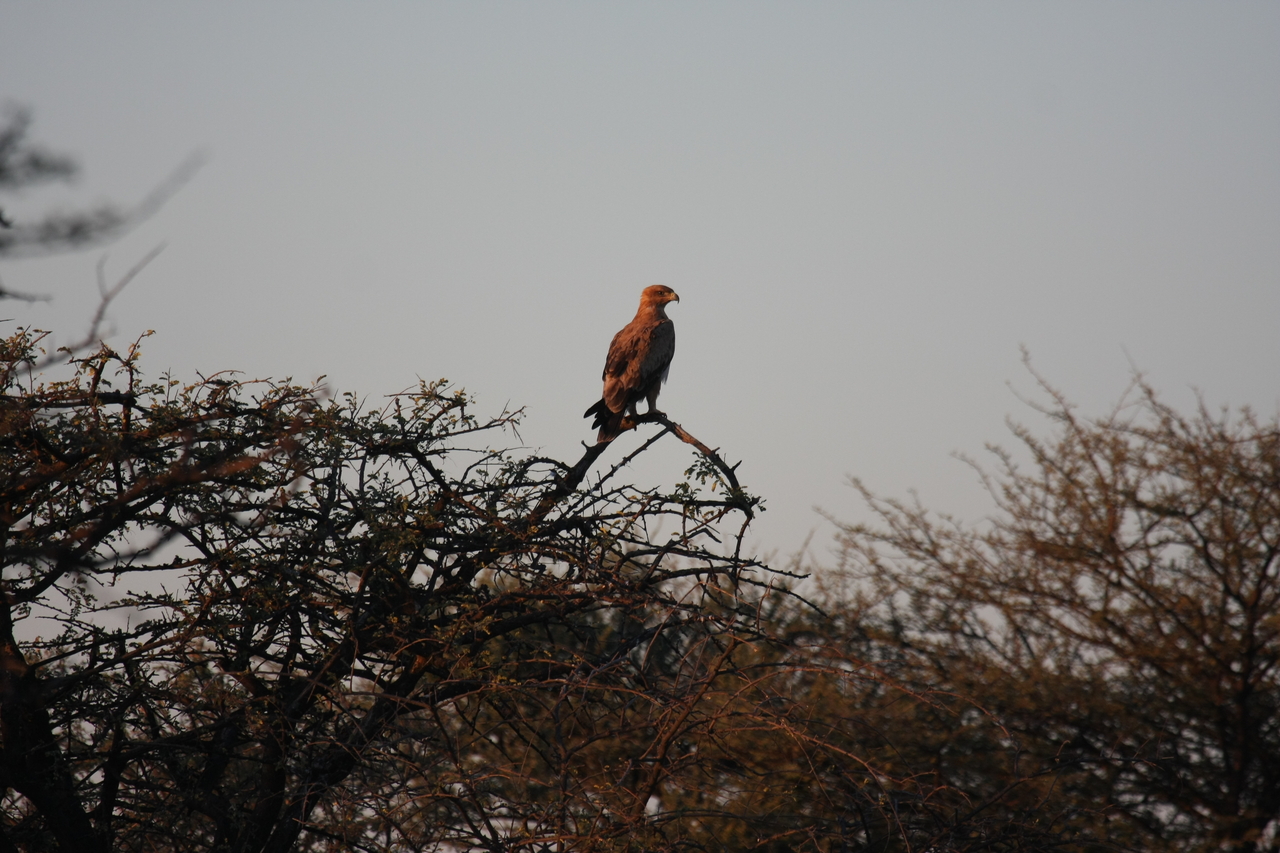 [3466] 2016_06_22_12_09_32_Africa_Canon_EOS_40D_IMG__08272.jpg
